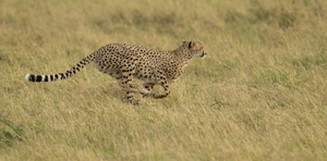 cheetah